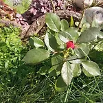Le Jardin D'horace O Im Garten Von Horaz Apartman