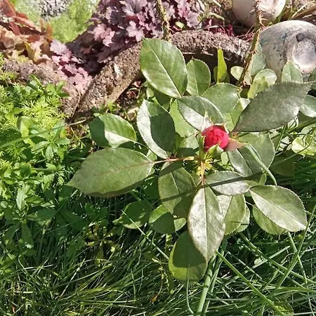Le Jardin D'horace O Im Garten Von Horaz Apartment